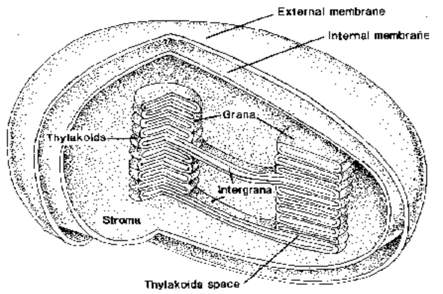 Plastids